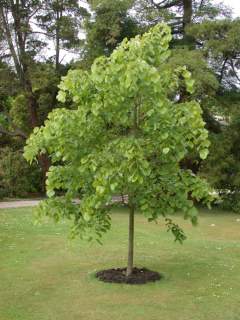 Tilia oliveri