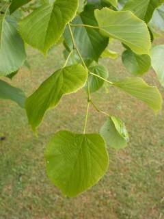 Tilia oliveri, foliage