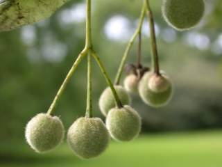 Tilia platyphyllos, seed capsules