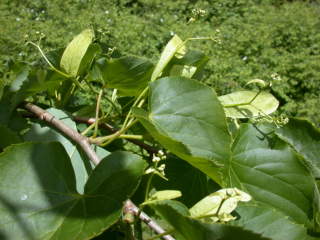 Tilia insularis, flowers and foliage