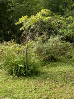 Tilia 'Orbicularis'