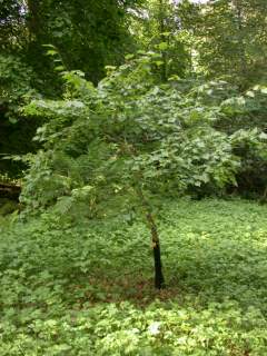 Tilia mongolica