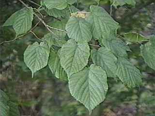 Tilia platyphyllos, foliage