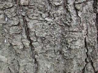 Tilia europaea, bark