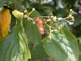 Tilia cordata, immature fruits