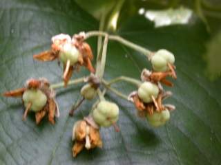 Tilia x petiolaris, spent flowers