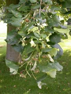 Tilia x petiolaris, foliage