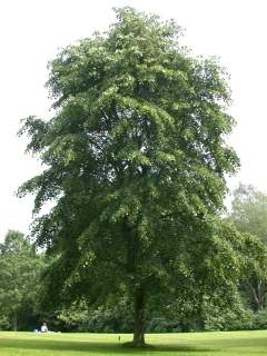 Tilia x petiolaris