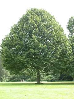 Tilia tomentosa