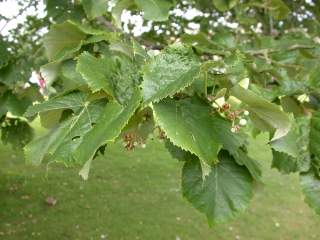 Tilia tomentosa, foliage