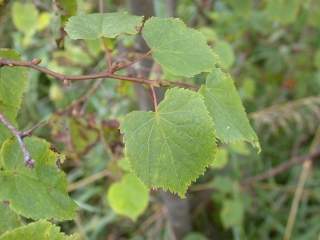 Tilia cordata, foliage