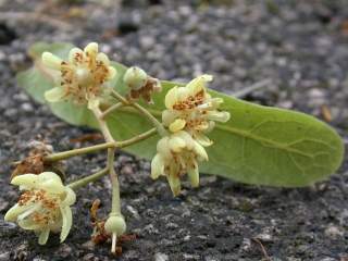 Tilia tomentosa, inflorescence