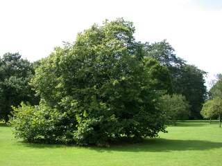 Tilia species