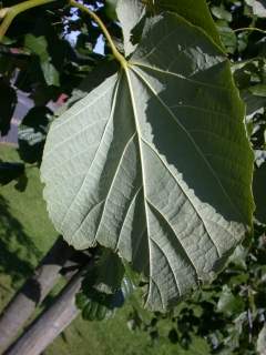 leaf (underside)
