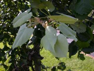 young foliage