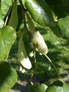 bracts and fruits