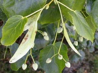 Tilia species, fruits