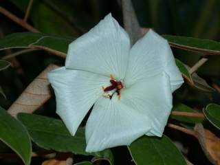 Trochetiopsis ebenus, flower