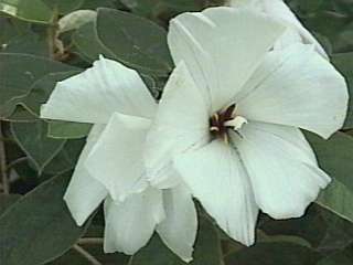 Trochetiopsis ebenus, flowers