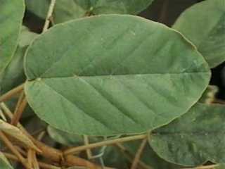 Trochetiopsis ebenus, leaf