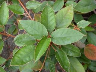 Trochetiopsis ebenus, foliage