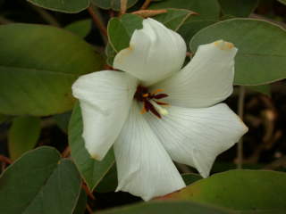 Trochetiopsis ebenus, flower