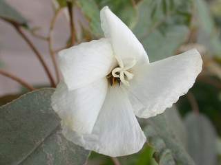 Trochetiopsis ebenus, flower