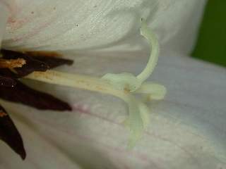 Trochetiopsis ebenus, style (mature flower)