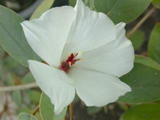 Trochetiopsis ebenus, flower