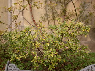 Daphne odora 'Aureoarginata', in flower