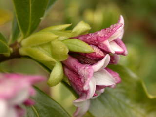 Daphne odora 'Aureoarginata', flowers