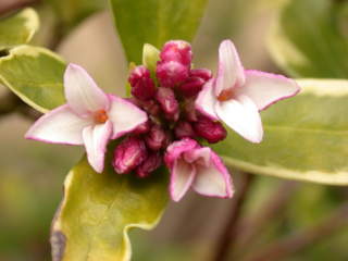 Daphne odora 'Aureoarginata', flowers