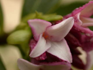 Daphne odora 'Aureoarginata', flower