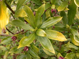 Daphne odora 'Aureoarginata', foliage