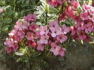 Daphne cneorum'Variegata', flowers