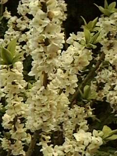 Daphne mezereum 'Album', flowers