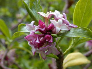 Daphne odora, inflorescence