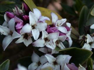 Daphne tangutica, flowers