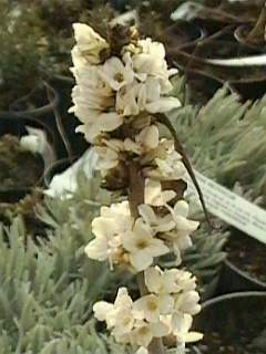 Daphne mezereum 'Album', flowers