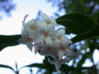 Daphne bholua 'Jacqueline Postill', flowers