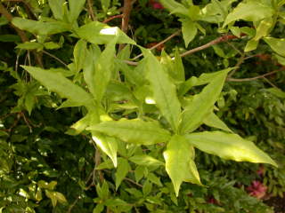 Daphne bholua 'Jacqueline Postill', foliage