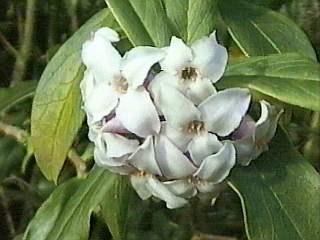 Daphne bholua, inflorescence