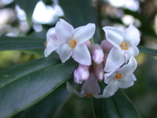 Daphne bholua 'Darjeeling', flowers