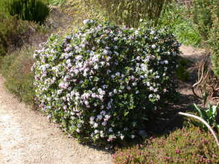 Daphne tangutica Retusa group, in flower