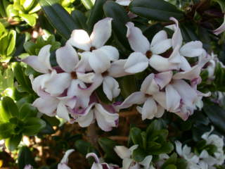 Daphne tangutica Retusa group, flowers