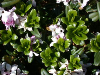 Daphne tangutica Retusa group, foliage