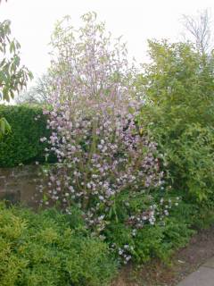 Daphne bholua 'Jacqueline Postill', in flower