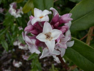 Daphne bholua 'Jacqueline Postill', flowers