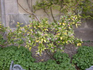 Daphne bholua 'Aureomarginata', in flower