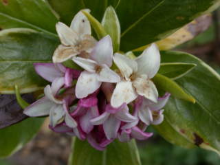 Daphne bholua 'Aureomarginata', flowers